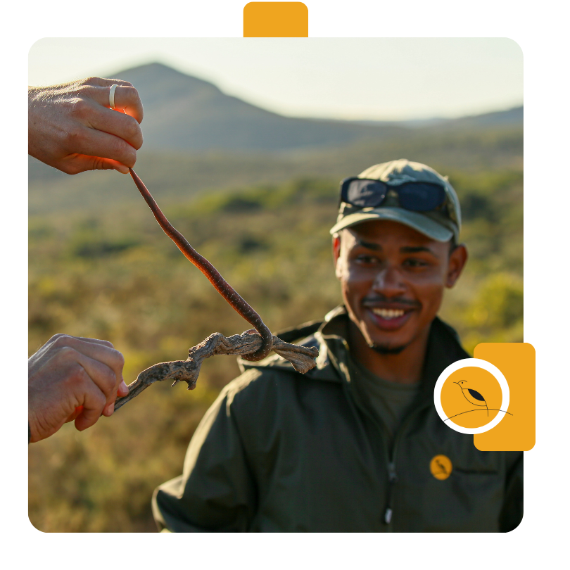 Honeyguide J25 11