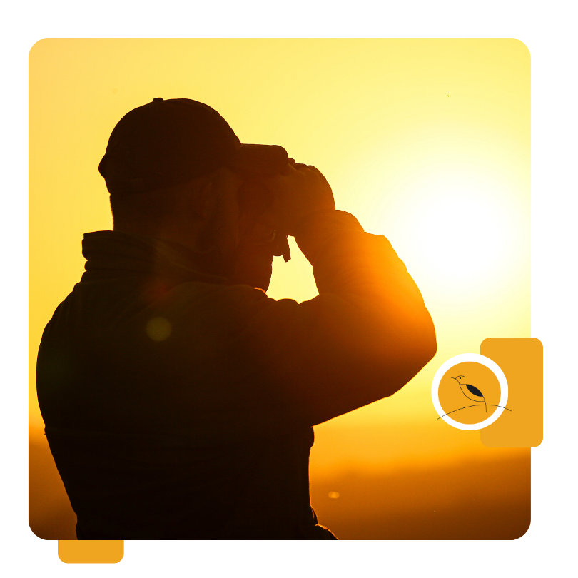Honeyguide J25 8